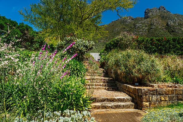Kirstenbosch is an important botanical garden nestled at the eastern foot of Table Mountain in Cape Town.