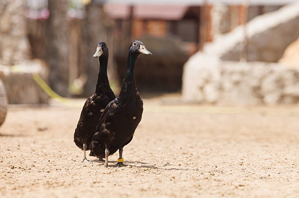 Two black ducks wander freely across the dry earth of a rustic Russian farmstead.