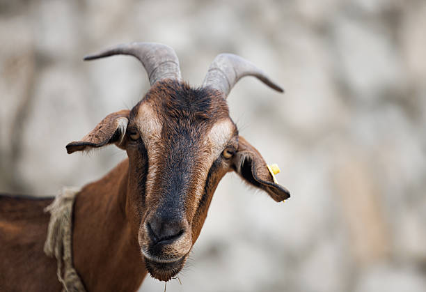 Charming and funny scene of a curious white goat wearing bells on a Swiss alpine pasture. The goat looks directly into the camera, creating a unique and playful animal portrait in the beautiful Swiss Alps.
