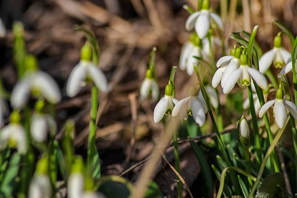 Delicate snowdrops bloom in early spring. Their nodding, bell-shaped white flowers with green markings hang from slender stems above dark green leaves, signaling nature's awakening.