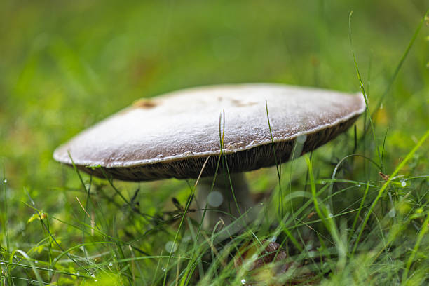 A low-angle, close-up shot of a mushroom nestled in dewy green grass, conveying tranquility and natural beauty. Perfect for themes of ecology, growth, and calm
