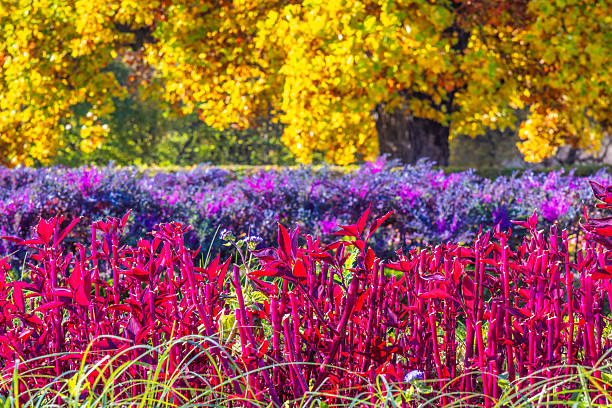 A stunning autumn park landscape showcasing a vibrant foreground of bright red flowers, a middle ground of lush purple blooms, and golden fall trees in the background, creating a serene and colorful outdoor setting