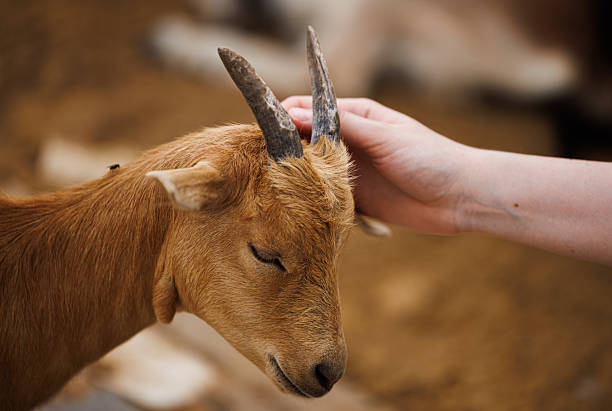 A person lovingly pets a goat on a tranquil farm, highlighting the bond between humans and animals.