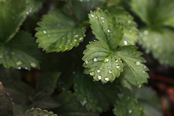 A close~up image of jewel-like water droplets on the leaves of a strawberry plant. Shot with a Canon 5D Mark IV.