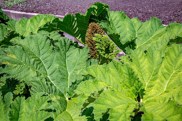 Gunnera manicata, Mammutblatt, Habitus
