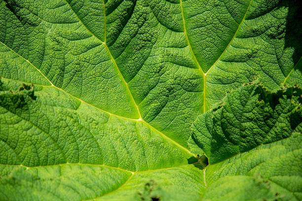 Gunnera manicata, Mammutblatt, Habitus
