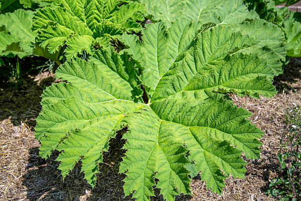 Heracleum maximum, Cow Parsnip or  Indian Celery, is the only member of the genus Heracleum native to North America. Huckleberry Botanic Regional Preserve, Oakland, California. Apriaceae.
