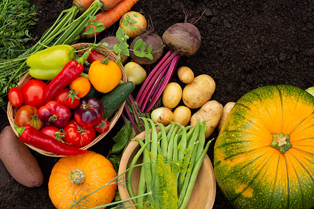 A selection of vibrant fresh vegetables  tomatoes, peppers, beets, and squash  are presented on a dark background.