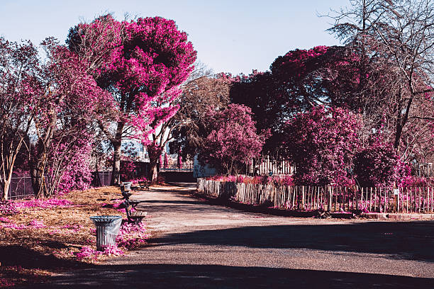 Urban park pathway lined with trees and benches. Bright daylight illuminates the scene, while vibrant pink foliage creates a surreal and artistic atmosphere. The curved path and wooden fence add depth and perspective to the peaceful outdoor setting.