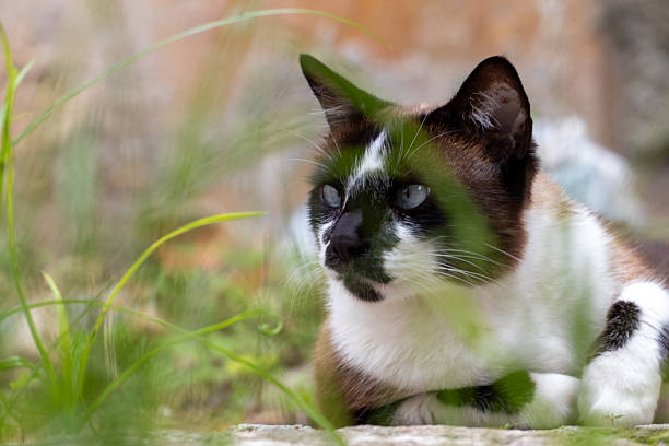 Brown and white Siamese cat lying relaxed on the ground outdoors, partially framed by grass and leaves, with natural light and soft background, showing calm feline behavior in outdoor environment.
