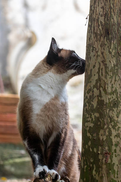 Alert Siamese cat in side profile outdoors, focused gaze and attentive posture, showing natural feline hunting instinct and curiosity in outdoor environment with soft background.