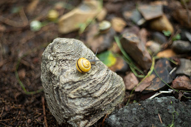 Snail on stone. Stone in the Forest. Natural object. Flora and fauna.