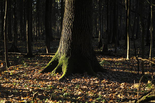 Pine forest. Tree trunk