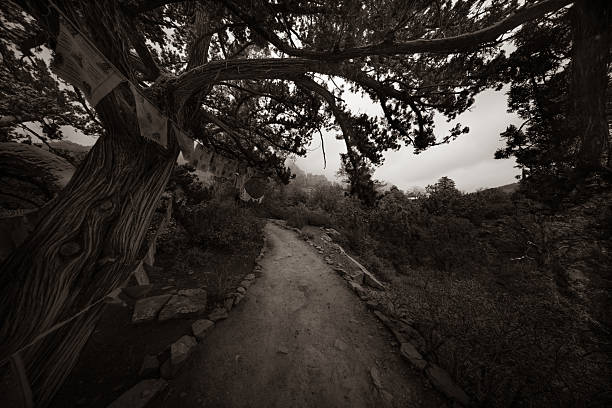 old tree hangs over mountain path that leads up into the fog