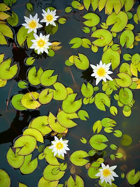 Water Lily in a water feature garden in Kauai, Hawaii.