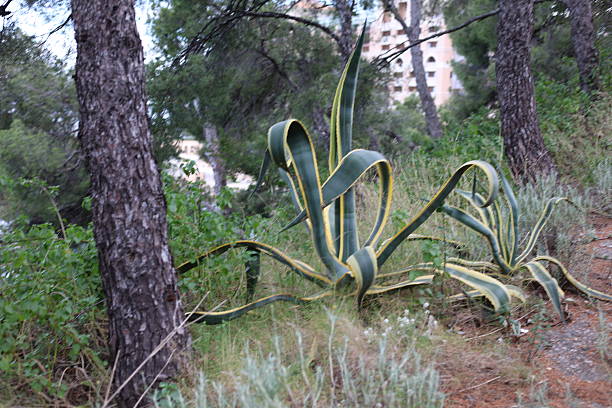 Nature plants from Monaco park, travel destination