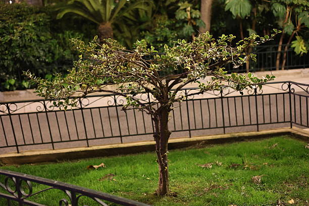 Nature plants from Monaco park, travel destination
