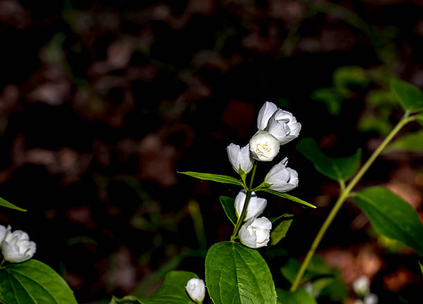 White jasmine flowers in summer. Latin name Philadelphus.