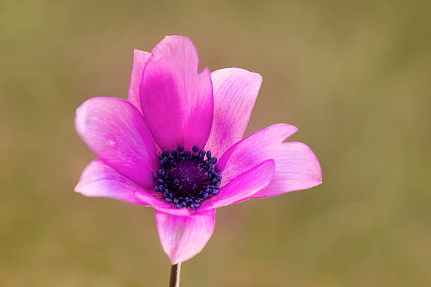 Macro close-up of a purple and pink anemone blossom (Anemone coronaria) photographed in natural light with soft bokeh background and shallow depth of field. Ideal for spring, floral, botanical, and nature concepts with copy space.