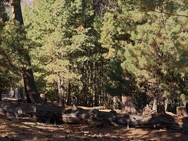 Natural pine forest landscape with fallen tree trunk and layered woodland scenery at Fairy Meadows in northern Pakistan. Mountain wilderness environment near Nanga Parbat.