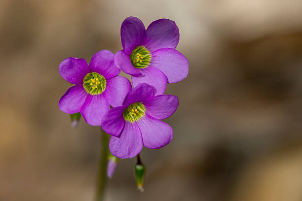 Garden Pink Sorrel  or Broad-leaf Woodsorrel