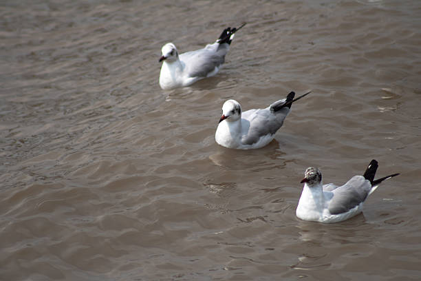 Three black headed gulls floating calmly on brown river water. Wildlife scene showing seabirds in natural outdoor habitat with soft ripples and copy space.