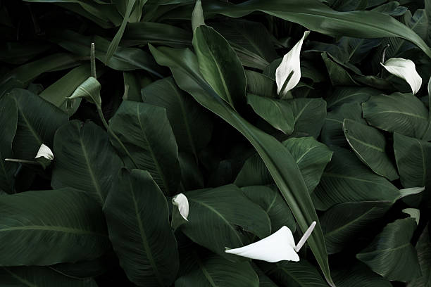 Leaves in the park concept dark green black background image(PHOTO)