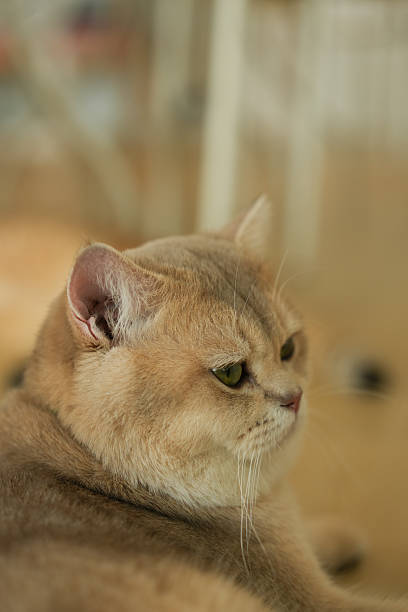 Focus on the cat's face as it comfortably sleeps in the living room.