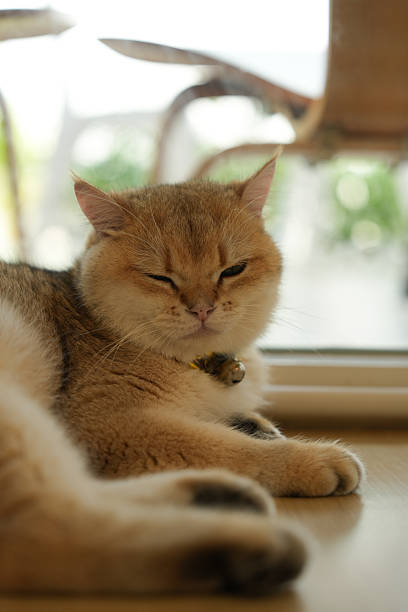 Focus on the cat's face as it comfortably sleeps in the living room.