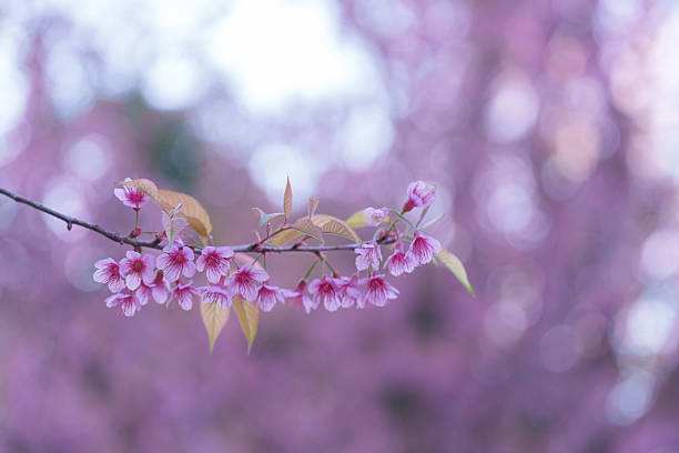 Soft focus Cherry blossoms, Pink flowers background.(PHOTO)