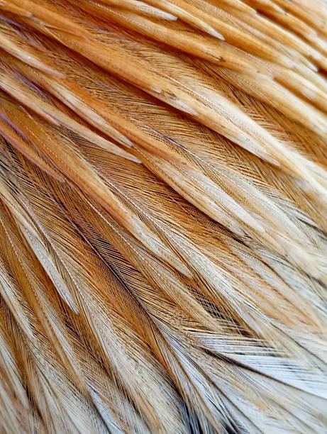 A detailed macro view of golden brown rooster feathers showcasing intricate natural patterns and fine textures.