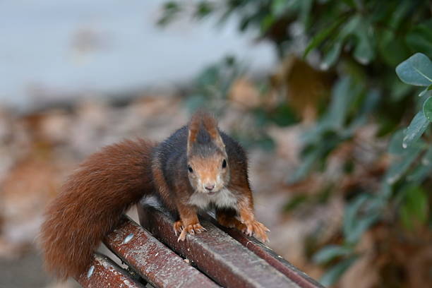 A squirrel in a city park