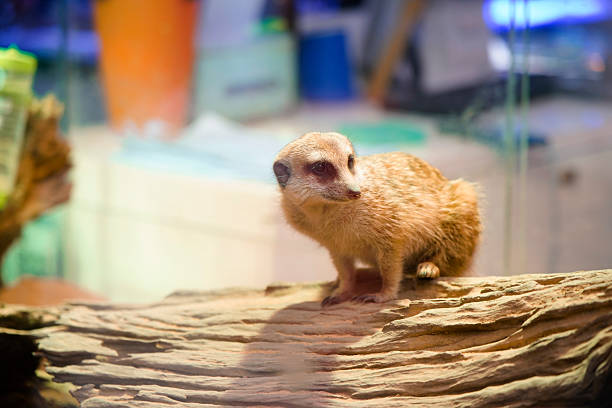 A mongoose is lying on rough wood, its fur is light brown and gray white, and the dark spots around its eyes are eye-catching like eye masks
