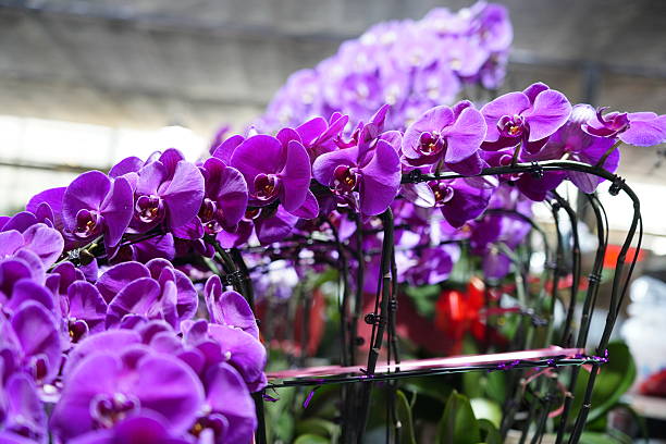 Phalaenopsis blooms warmly, with petals full like butterfly wings, shining with a velvet like luster in the light and shadow, and the deep brown embellishment of the flower center adds liveliness.