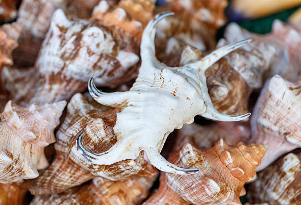 A pile of shells with one of them having a white head and a black tail. The shell is in the middle of the pile