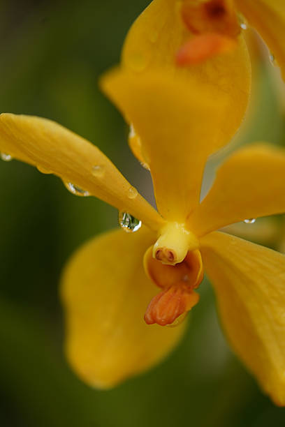 Extreme close-up of golden Vanda orchid blooms (Vanda tessellata) adorned with fresh water droplets, highlighting rich yellow petals and intricate floral details.