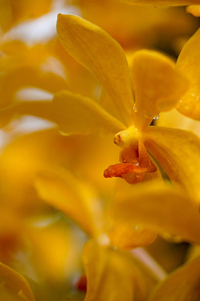Extreme close-up of golden Vanda orchid blooms (Vanda tessellata) adorned with fresh water droplets, highlighting rich yellow petals and intricate floral details.