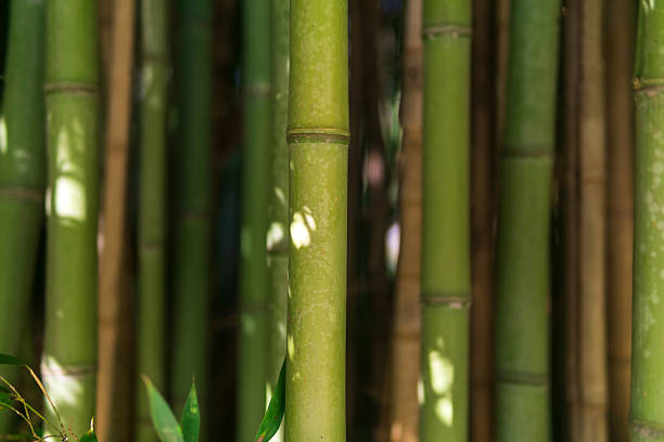 Bamboo forest in Thailand