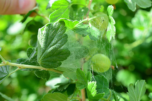 a macro of Delicate web on green gooseberry fruits
