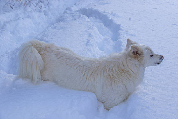 dog portrait in the snow in winter