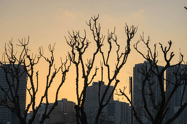 Leafless winter trees in foreground with modern residential towers forming a dark silhouette against warm sunset sky in Tehran. Minimal atmospheric urban landscape.