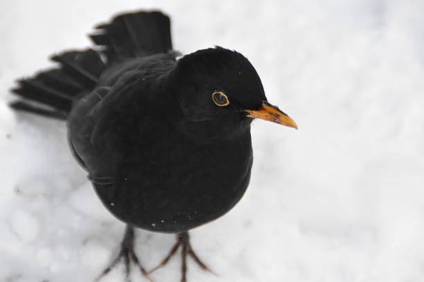Blackbird in a Summer garden enjoying the sunshine.