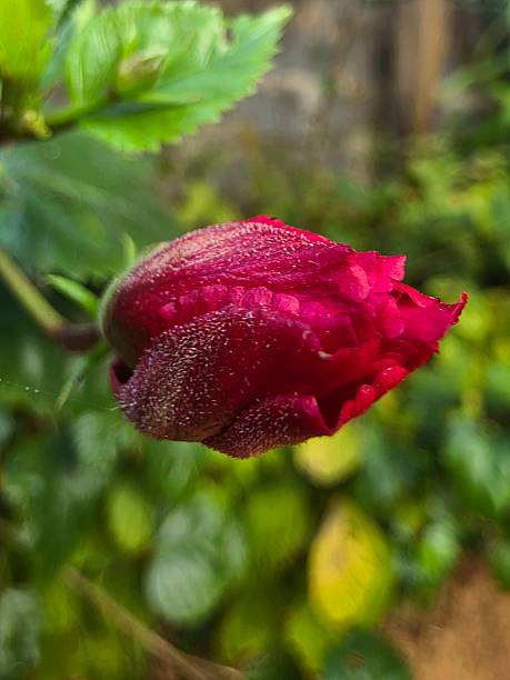 Beautiful pink Hibiscus  flower bud