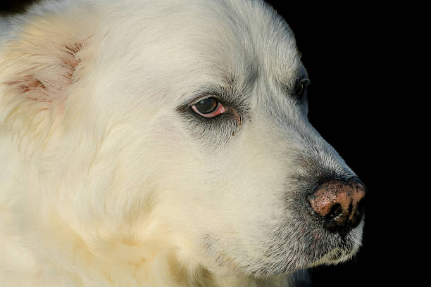 Large female Kuvasz dog sitting in the shade of the trees on the beach