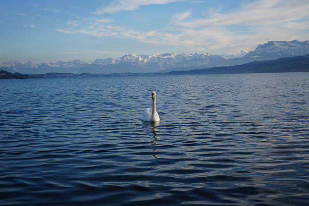 white swan stands on the shore of the lake and cleans its feathers on a summer sunny day