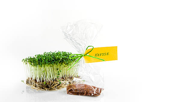 Garden cress with seeds exposed on white background