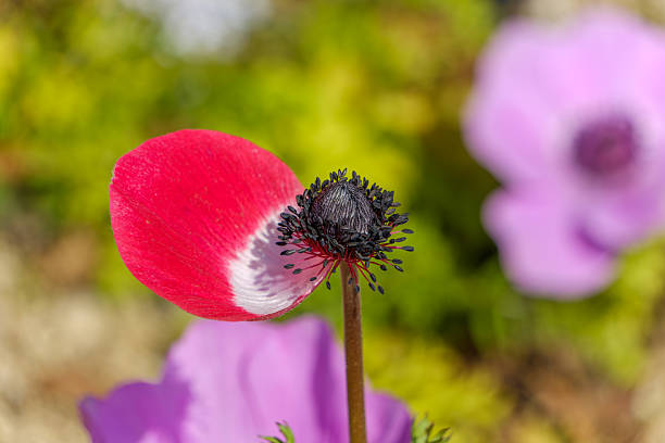 A macro shot of a delicate pink flower showcasing its vibrant yellow center. The soft texture of the petals contrasts beautifully with the dark background, highlighting the flower's intricate details. The image captures the natural beauty and elegance of a single bloom, evoking a sense of serenity and admiration for nature's artistry.