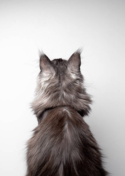 rear view of a black smoke maine coon cat against neutral background looking up at copy space