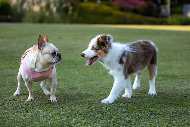 Several dogs gathered together in the pet park and were playing happily.