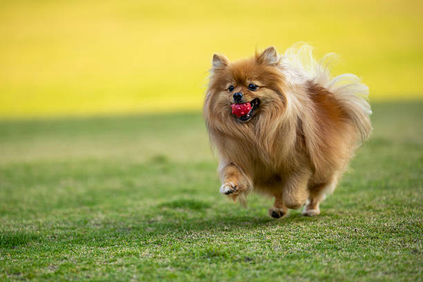 The yellow Pomeranian is running happily in the pet park.